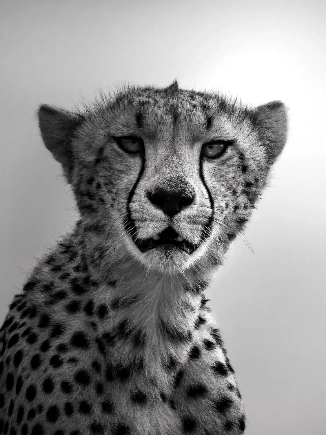 cheetha-fine-art-photography Fine art black and white wildlife photograph of a lioness Serengeti by Deanna DeShea — limited edition print available at deannadeshea.com
