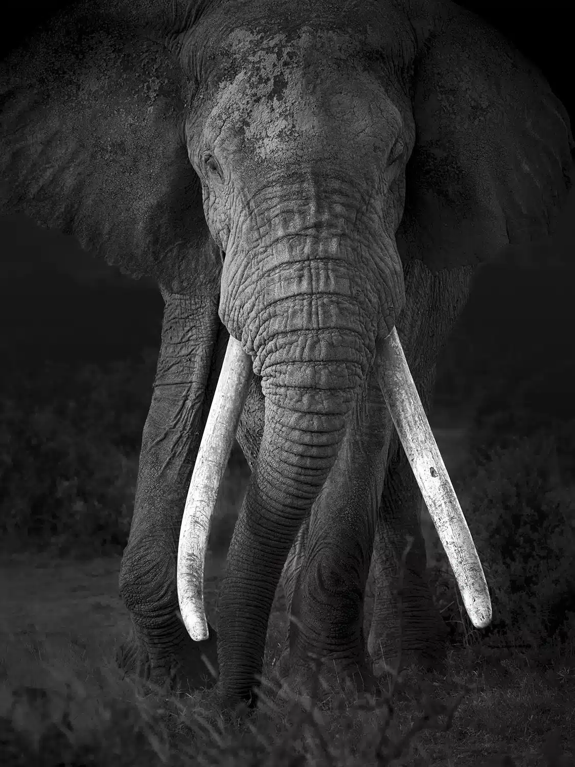 elephant-fine-art-photography Fine art black and white photograph of Long'uro, a Reteti elephant, by Deanna DeShea — limited edition print available at deannadeshea.com