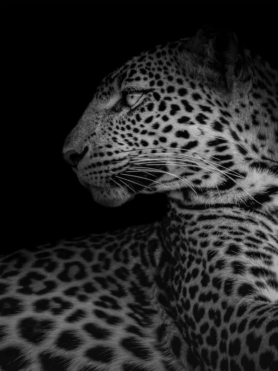 leopard-fine-art-photography Fine art black and white photograph of Loshami, a rare black leopard, by Deanna DeShea — limited edition print available at deannadeshea.com