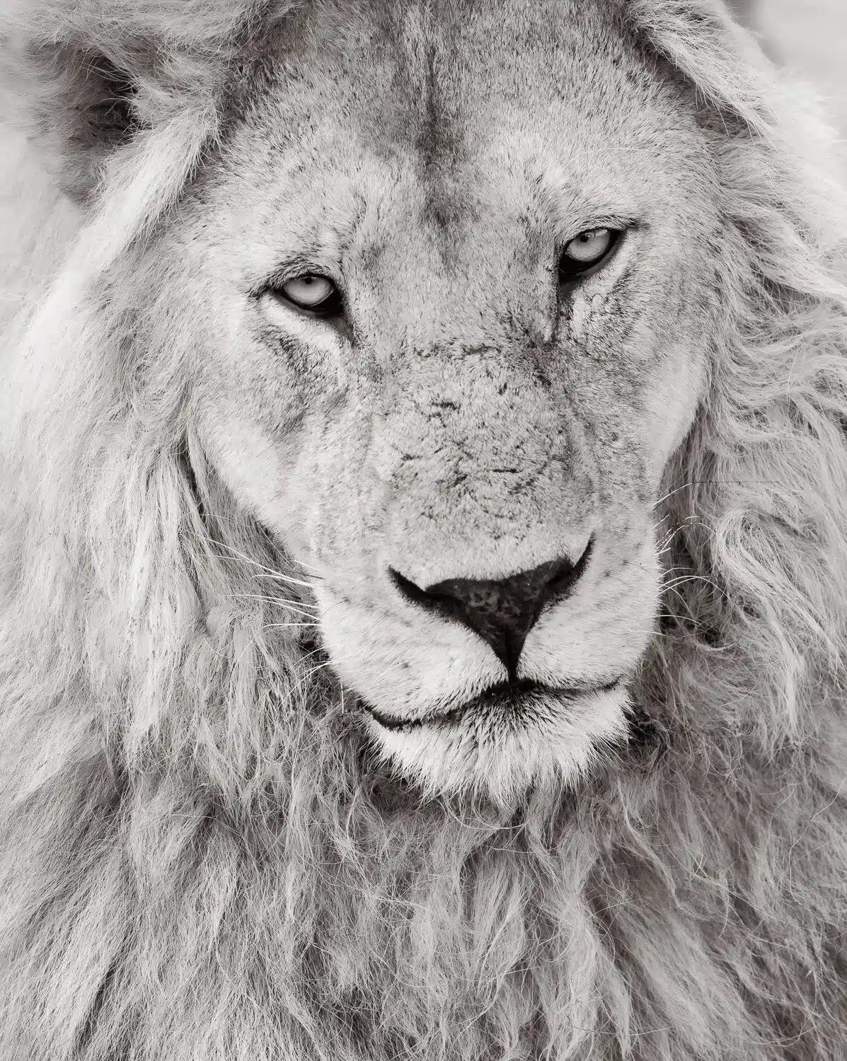 lion-fine-art-photography Fine art black and white wildlife photograph of a lion by Deanna DeShea — limited edition print available at deannadeshea.com