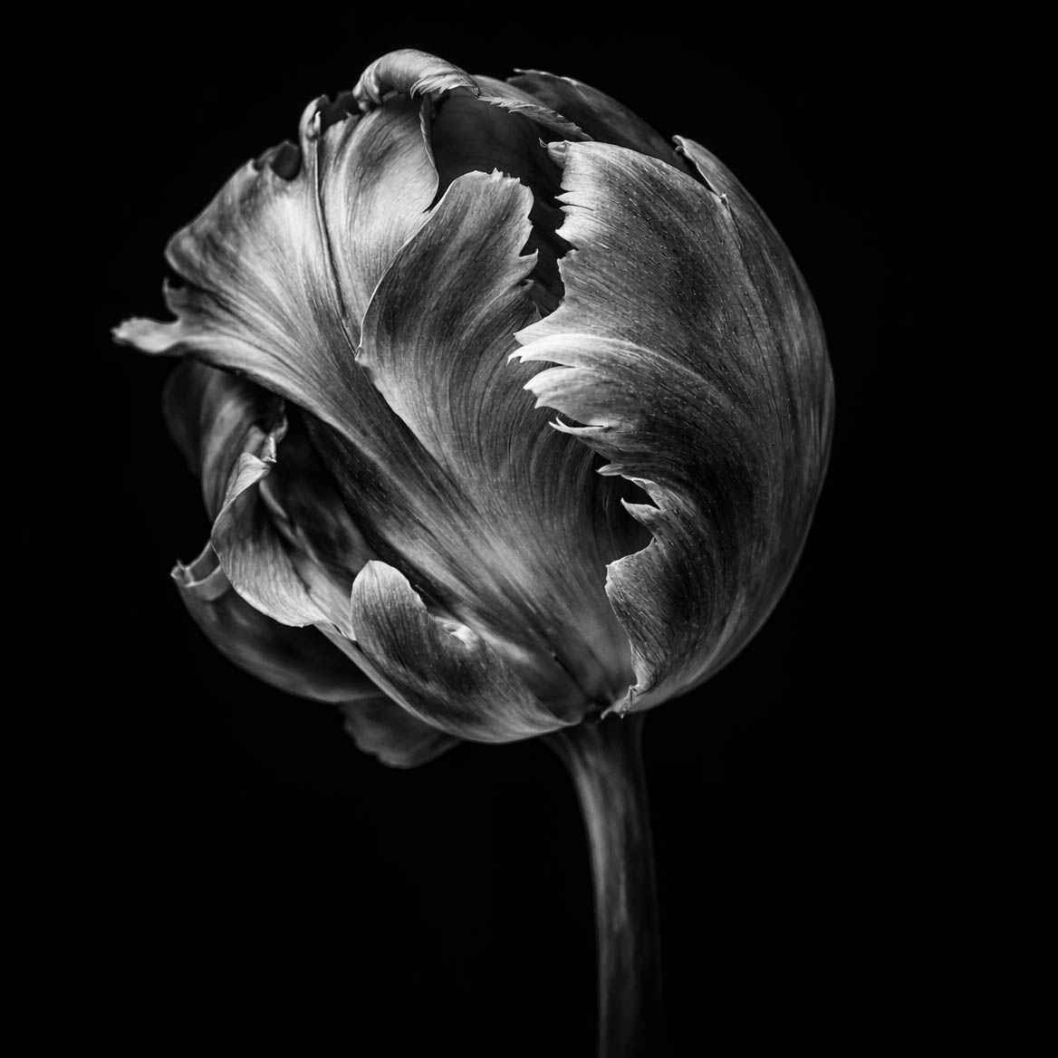 Black and white close-up of a tulip bud with elegantly curled petals, symbolizing human-centered design and natural beauty in the context of sustainable design practices.