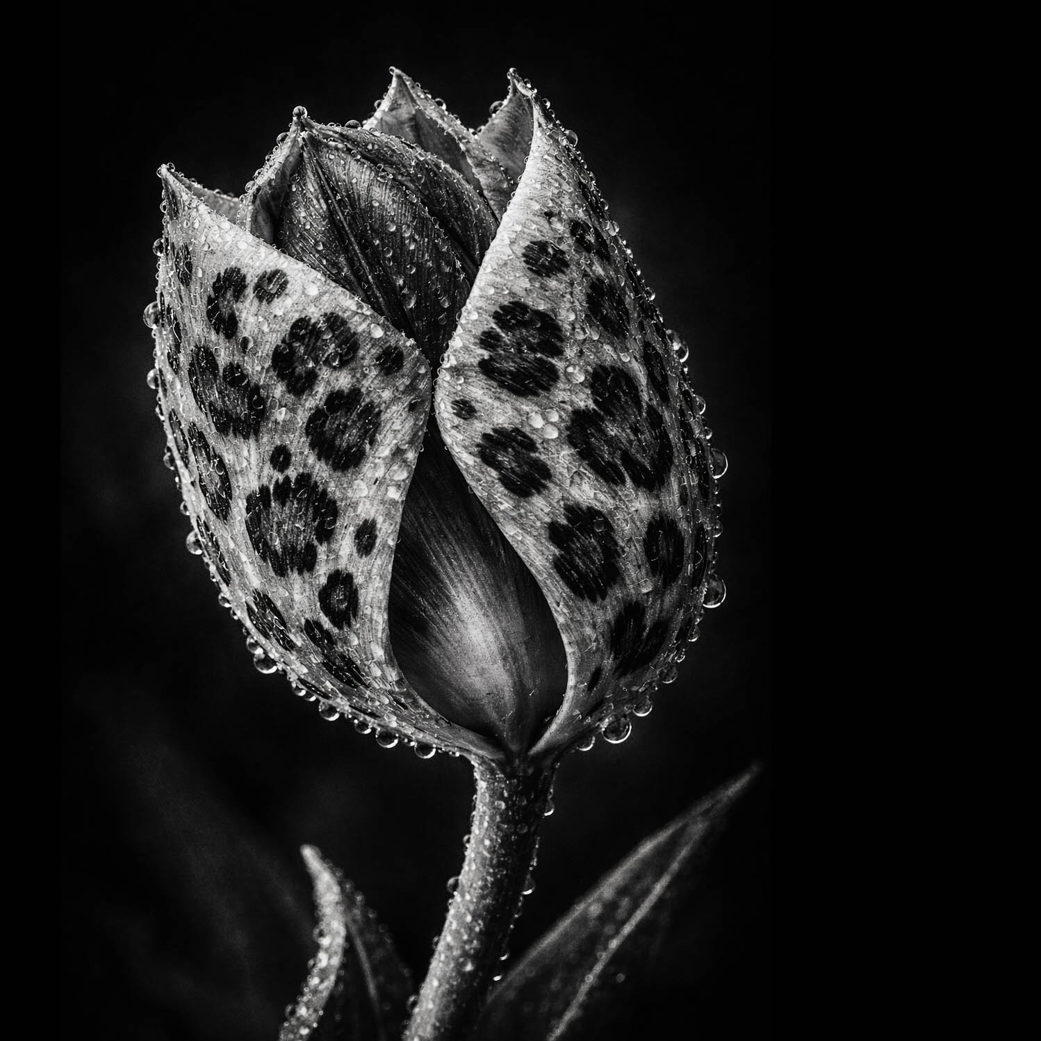 Black and white close-up of a speckled flower bud with water droplets, symbolizing artistry and beauty in design.